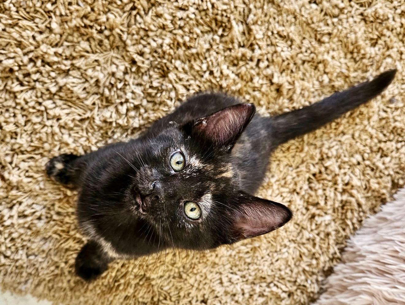 Janet, Baby Female Domestic Short Hair