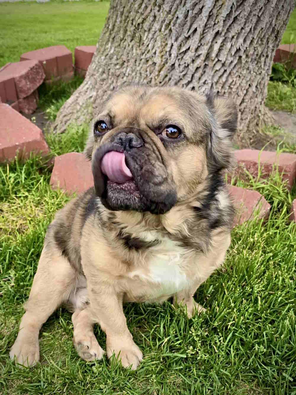 Wally, an adoptable French Bulldog in York, NE, 68467 | Photo Image 1