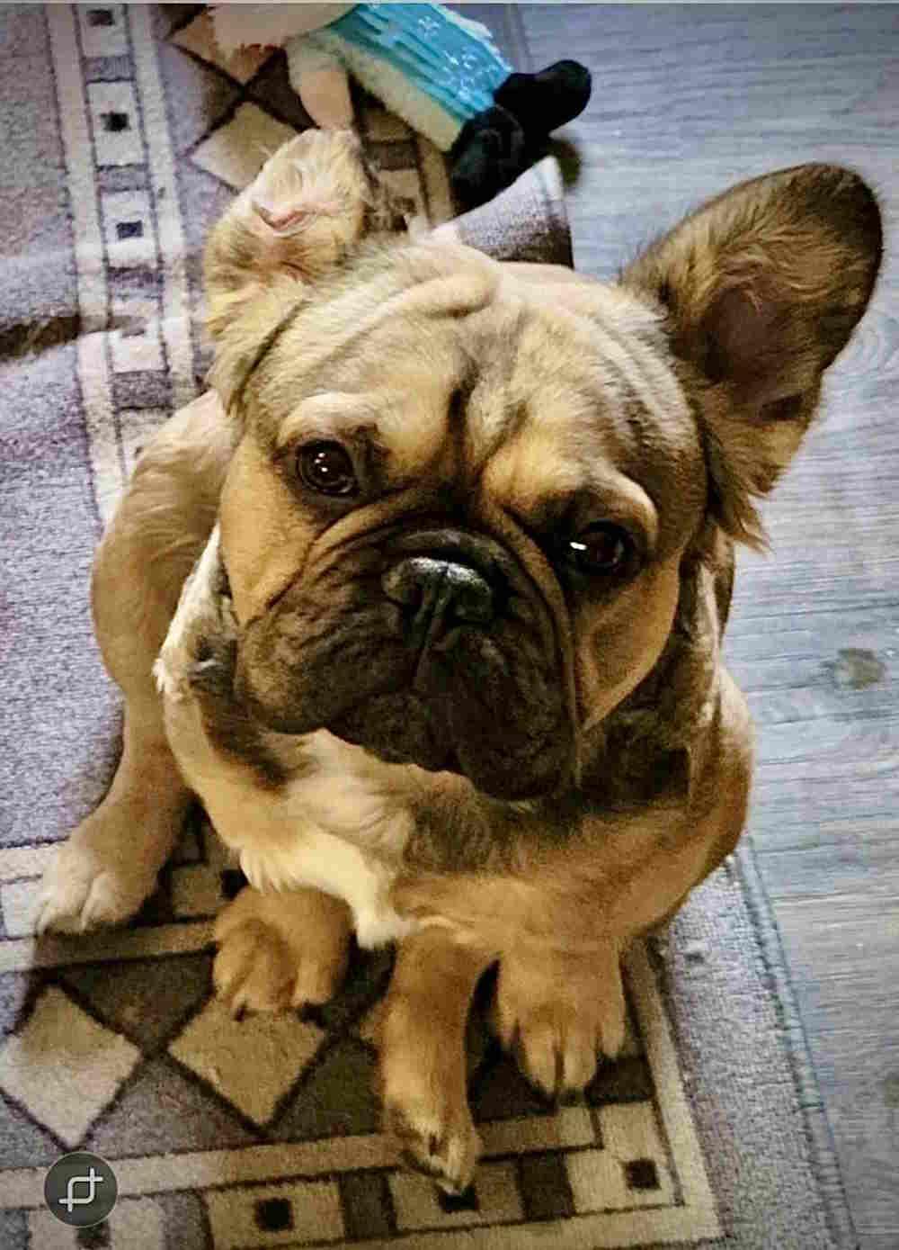 Wally, an adoptable French Bulldog in York, NE, 68467 | Photo Image 2