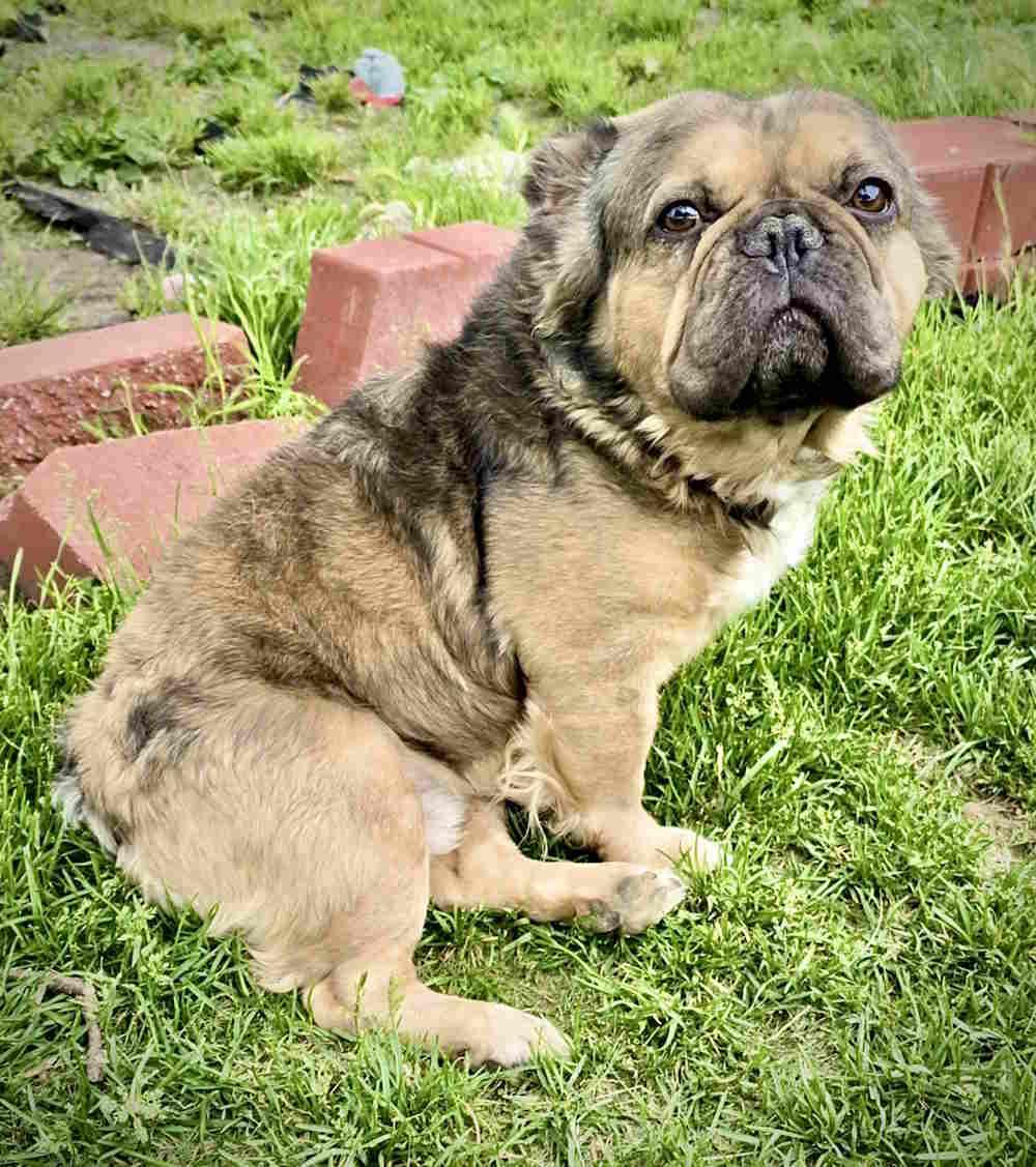 Wally, an adoptable French Bulldog in York, NE, 68467 | Photo Image 3