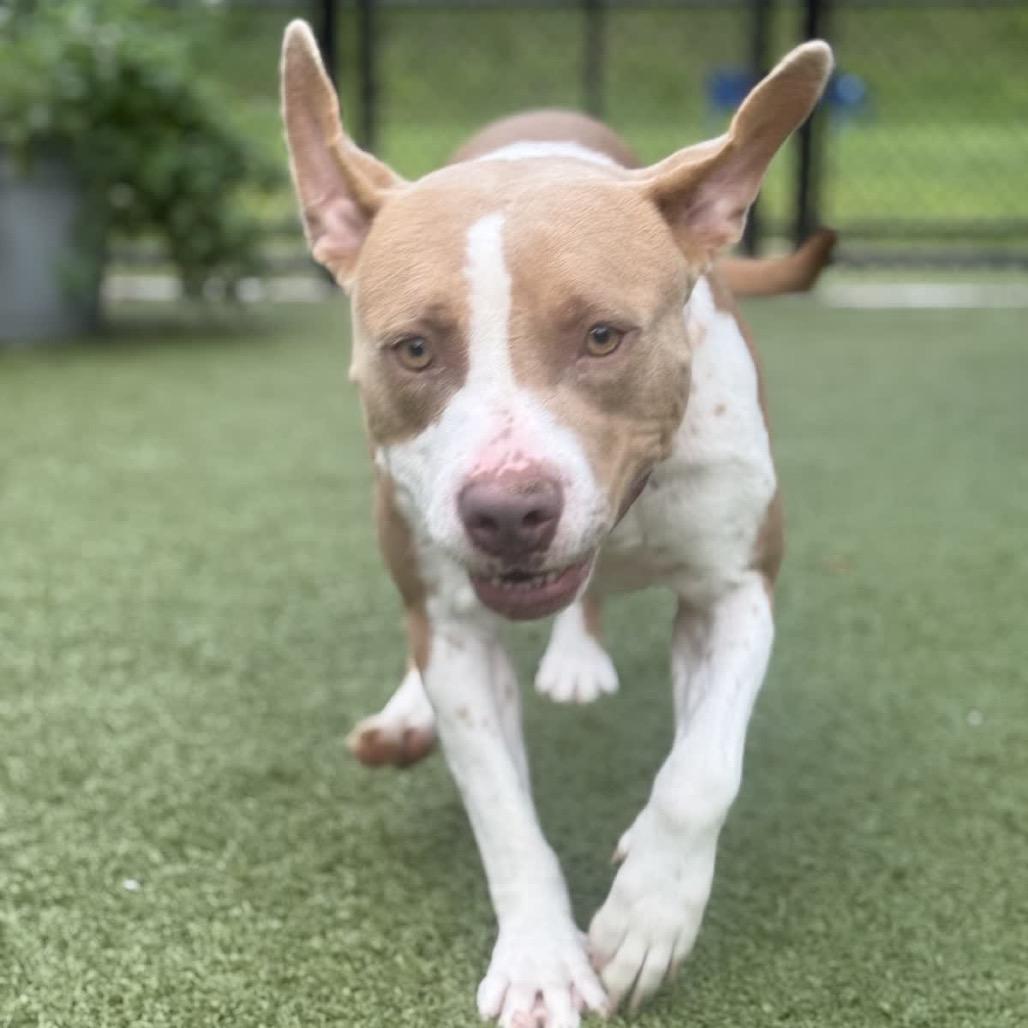 Quack, Adoptable, Adult Female Pit Bull Terrier.