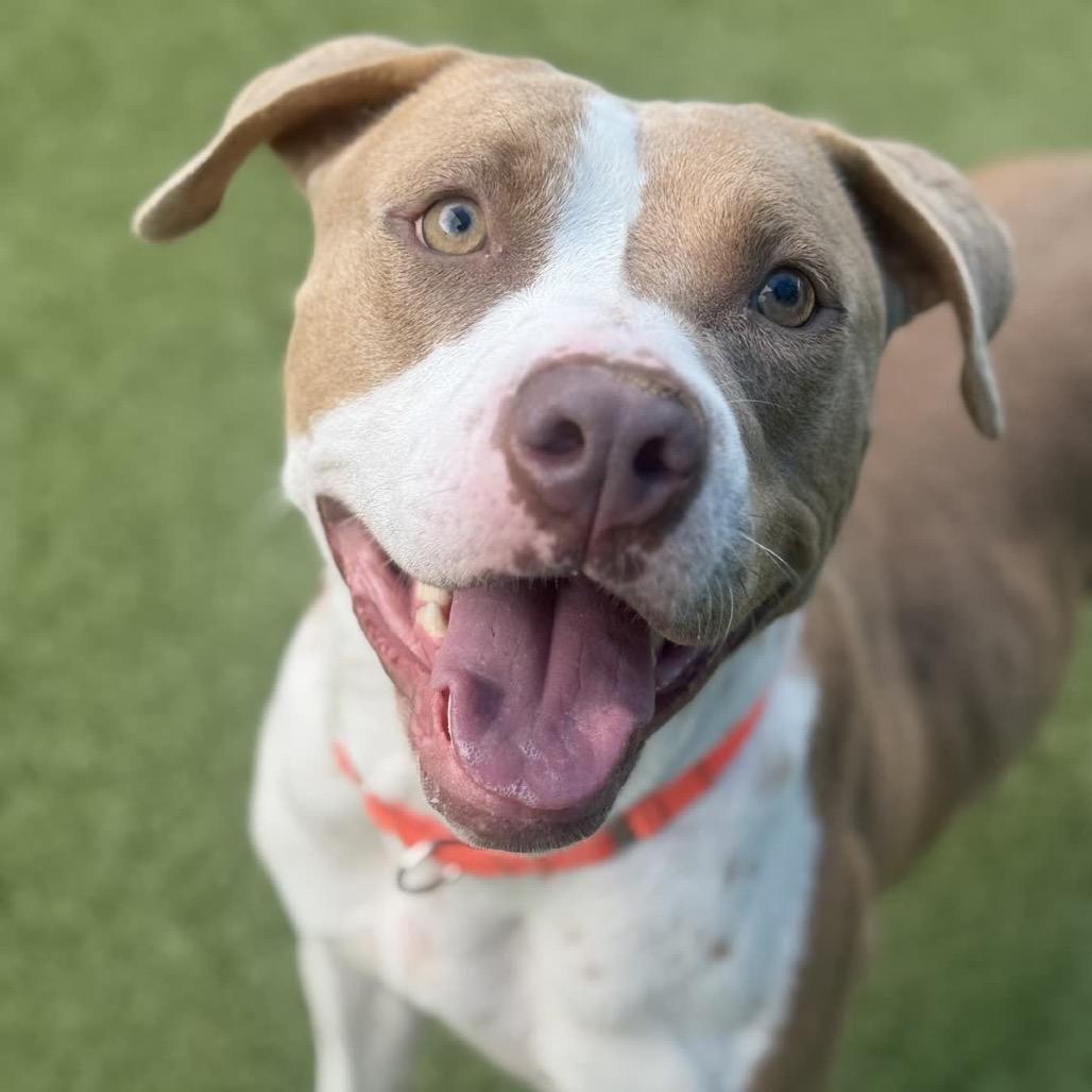 Quack, a Adoptable Pit Bull Terrier in Greensboro, NC image 2/6
