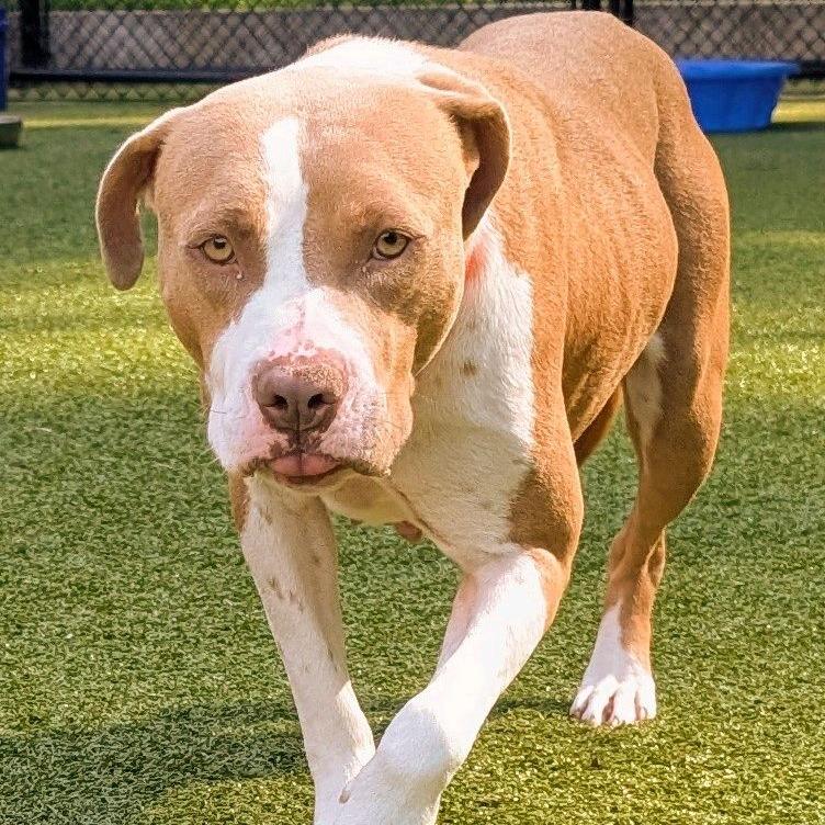 Quack, a Adoptable Pit Bull Terrier in Greensboro, NC image 3/6
