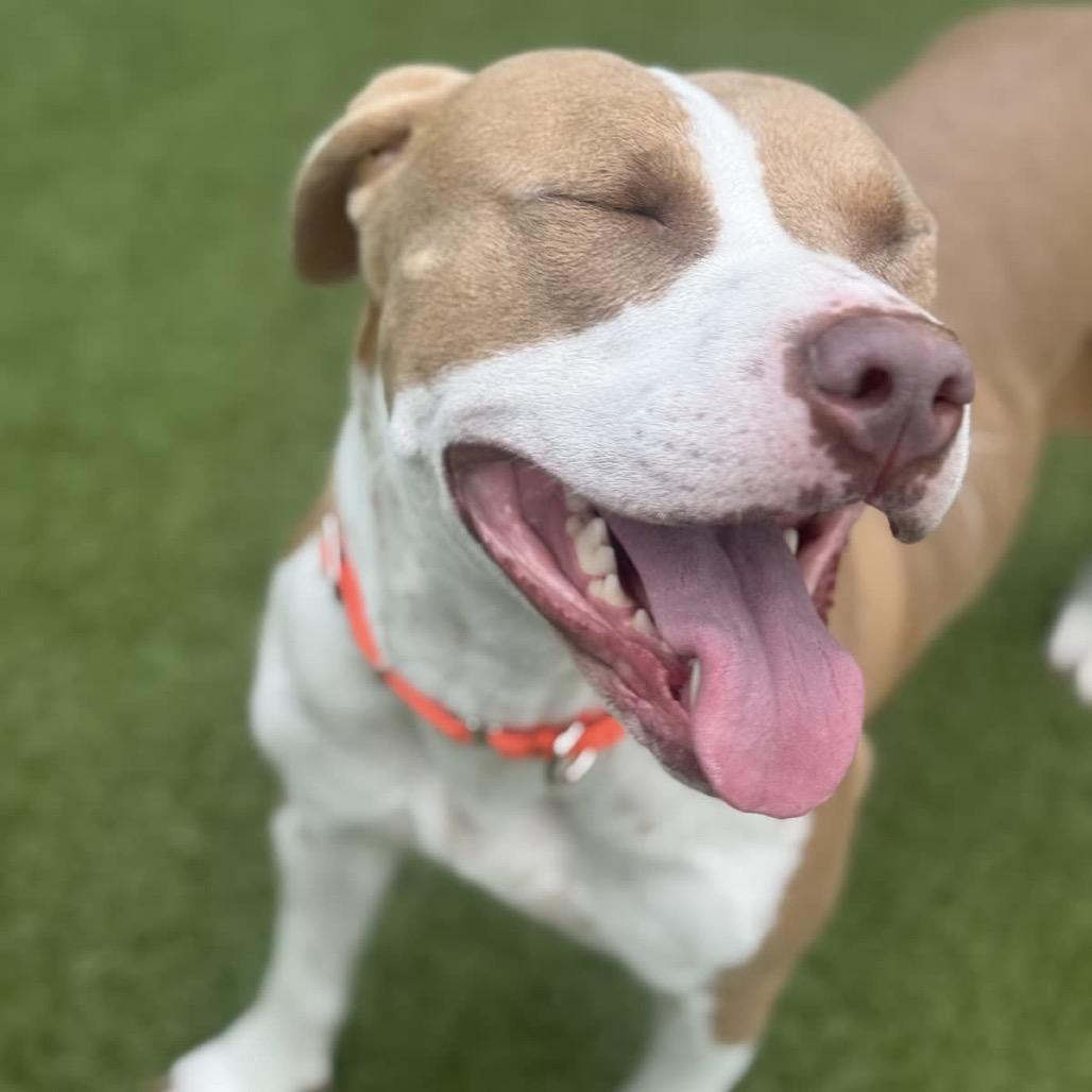 Quack, a Adoptable Pit Bull Terrier in Greensboro, NC image 4/6