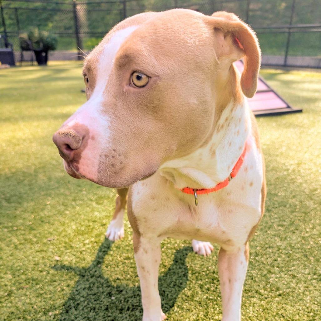 Quack, a Adoptable Pit Bull Terrier in Greensboro, NC image 5/6