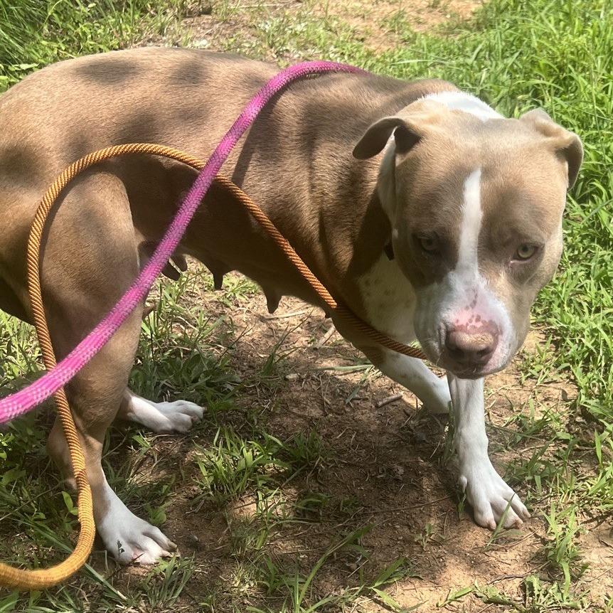 Quack, a Adoptable Pit Bull Terrier in Greensboro, NC image 6/6