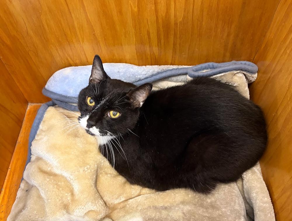 Enlarge Fenway, a Adoptable Domestic Short Hair in Hudson, NH image 1/1