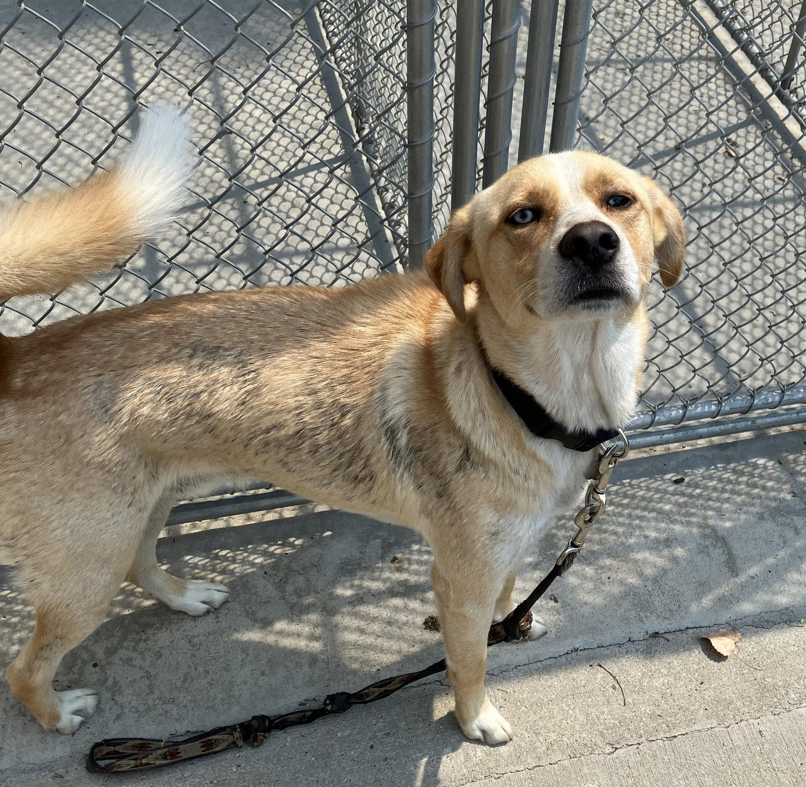 Niko - Husky/Lab Mix - #5, Adopted, Adult Male Husky & Labrador Retriever.