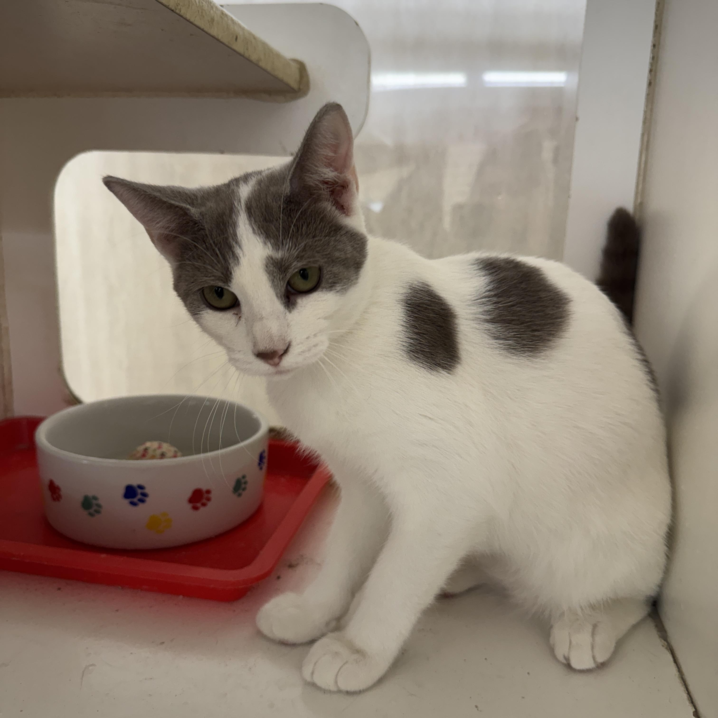 Enlarge Lilac, a Adoptable Domestic Short Hair in Breese, IL image 2/3