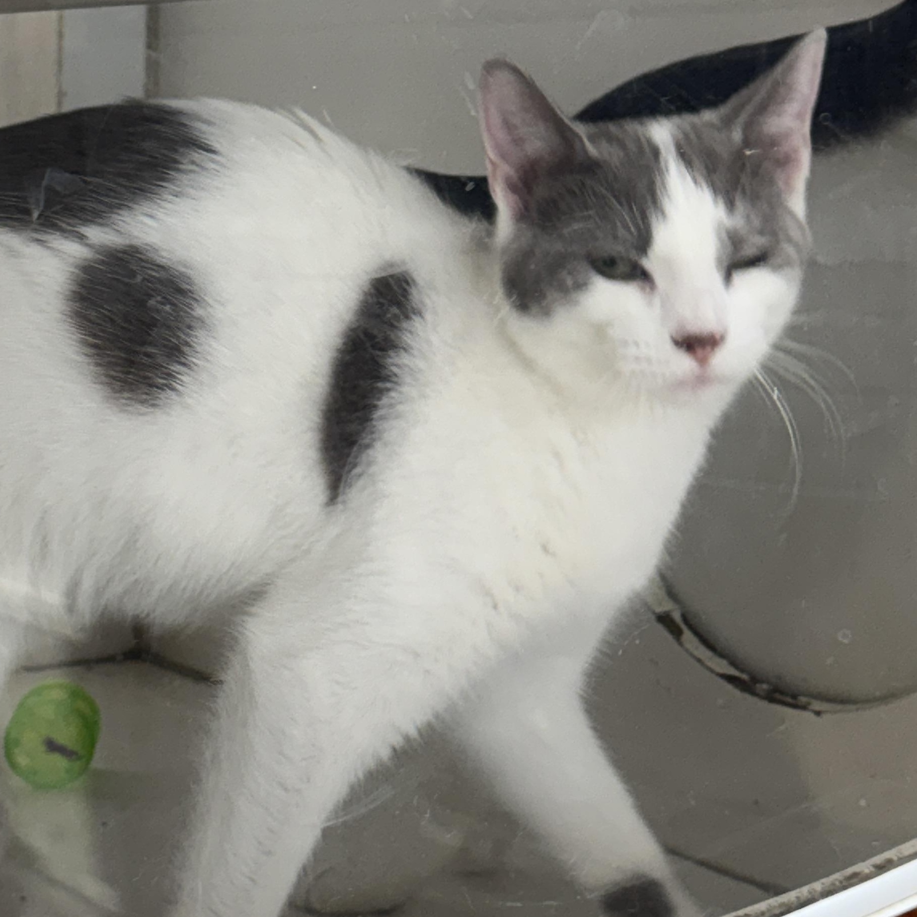 Enlarge Lilac, a Adoptable Domestic Short Hair in Breese, IL image 1/3