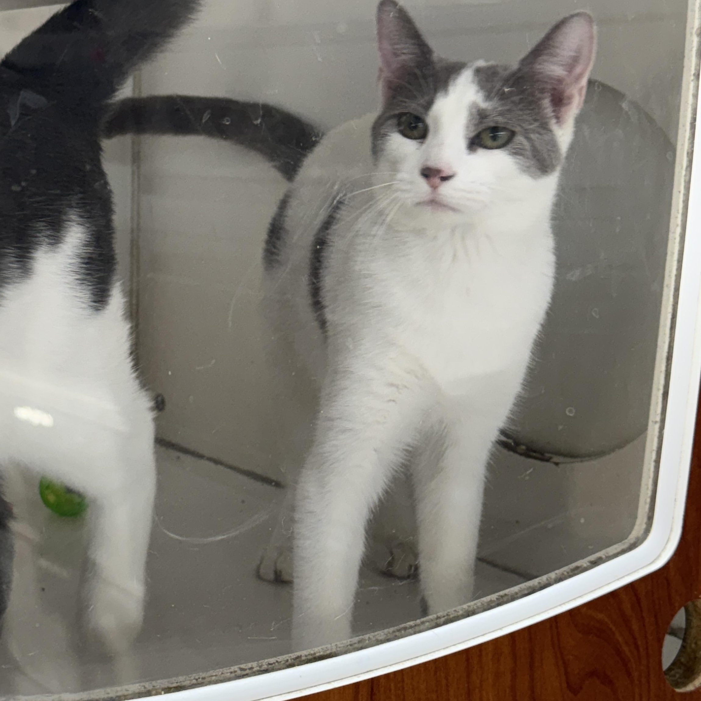 Enlarge Lilac, a Adoptable Domestic Short Hair in Breese, IL image 3/3