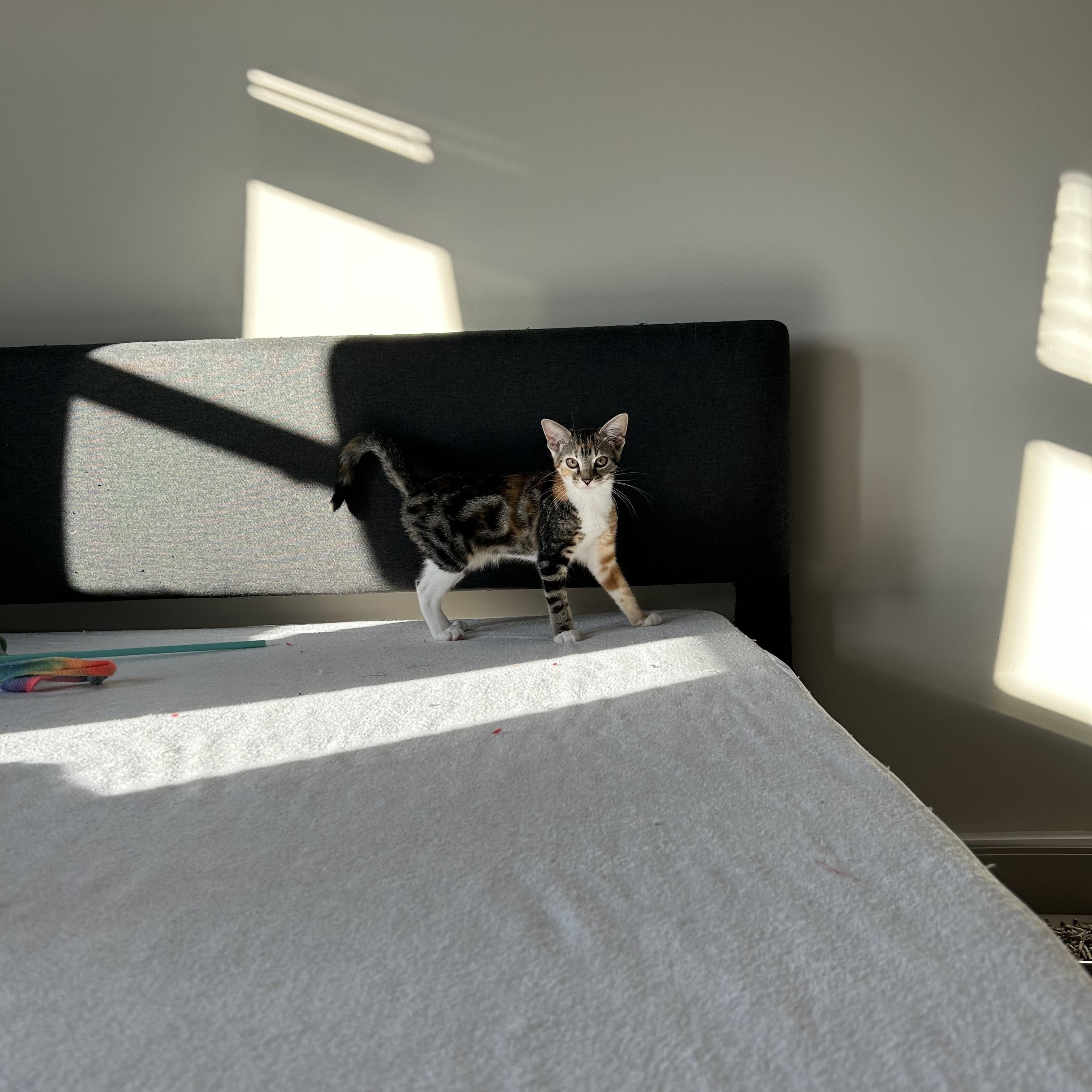 Enlarge Rosalia, a Adoptable Domestic Short Hair in Easley, SC image 5/5