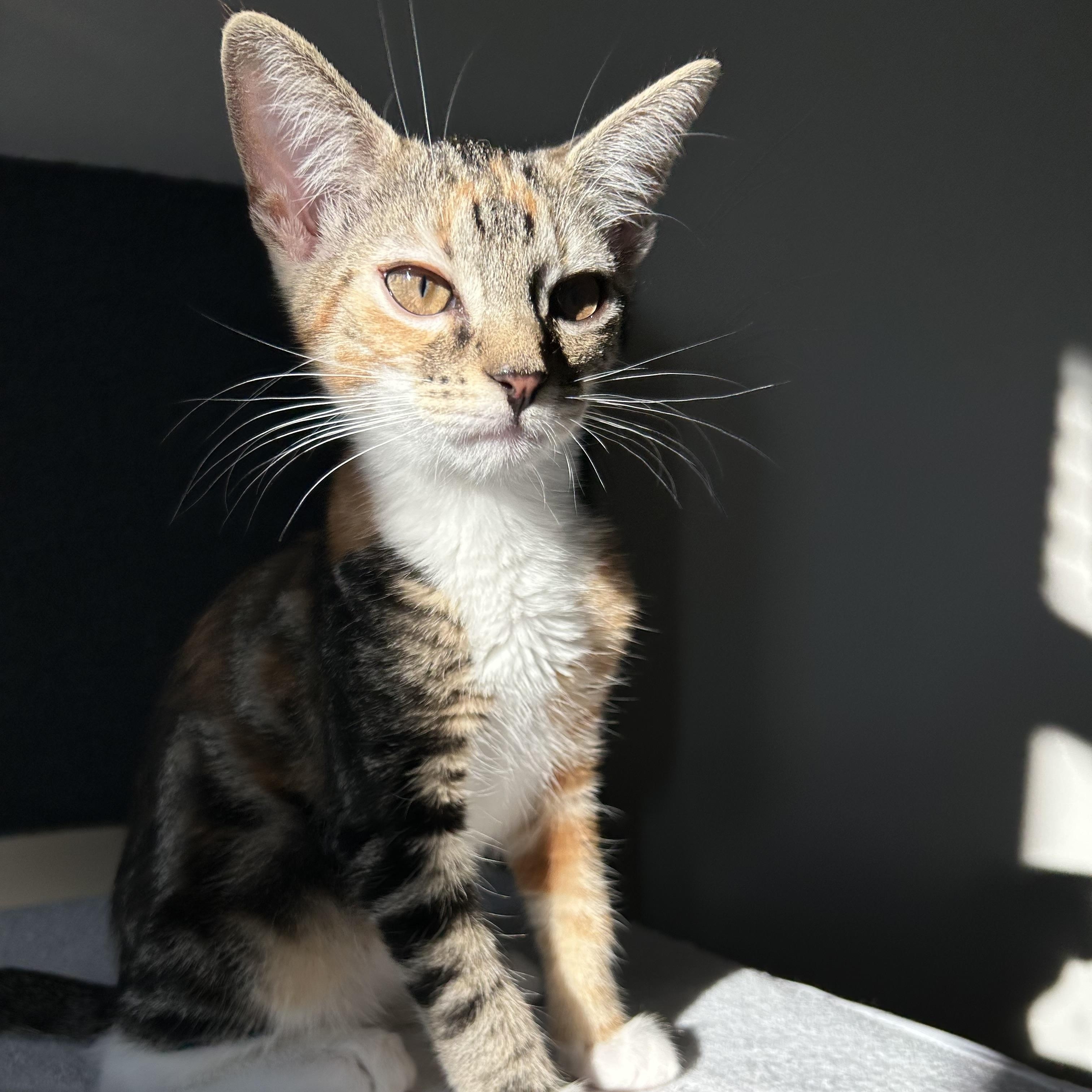 Enlarge Rosalia, a Adoptable Domestic Short Hair in Easley, SC image 4/5