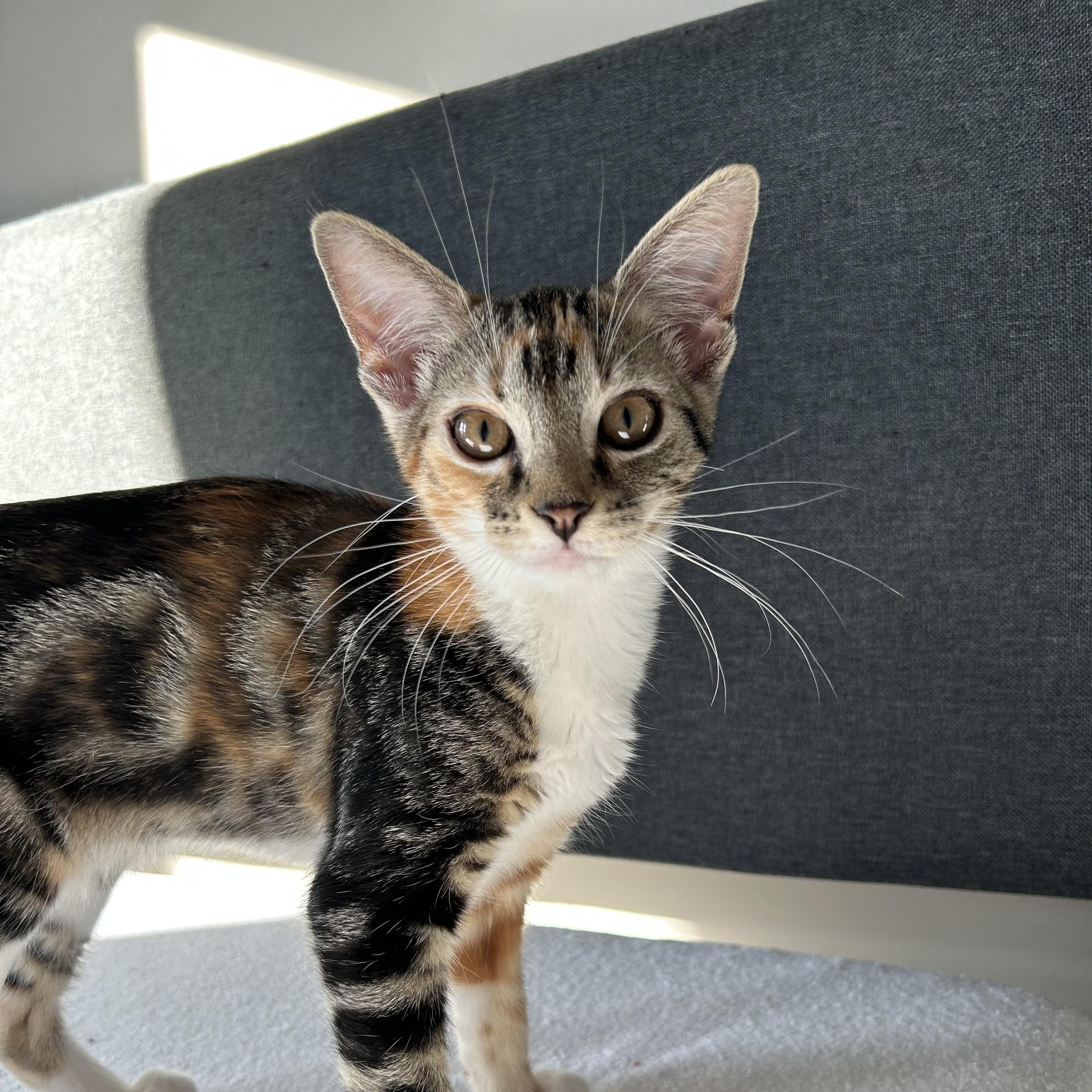 Enlarge Rosalia, a Adoptable Domestic Short Hair in Easley, SC image 3/5