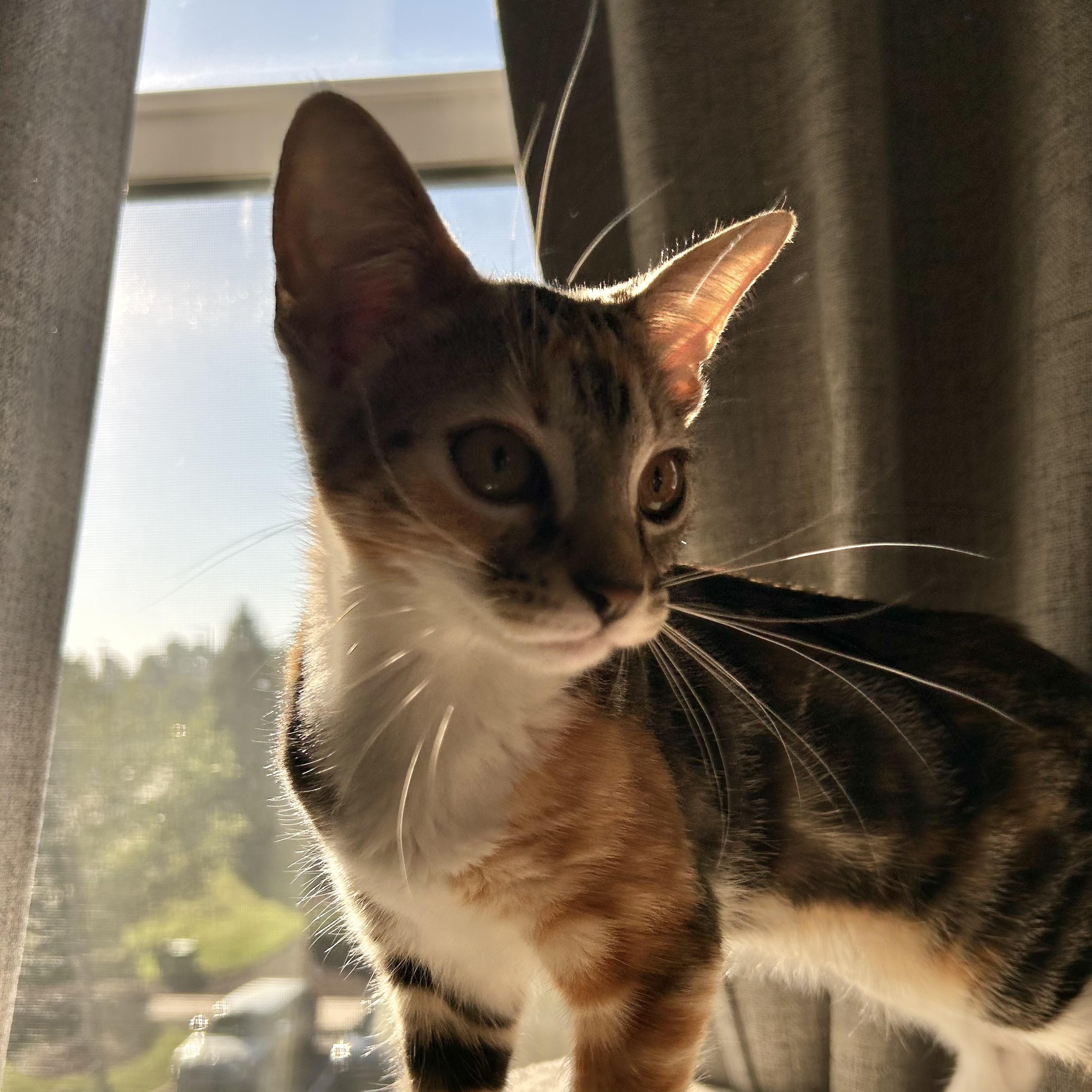 Rosalia, Adoptable, Kitten Female Domestic Short Hair.