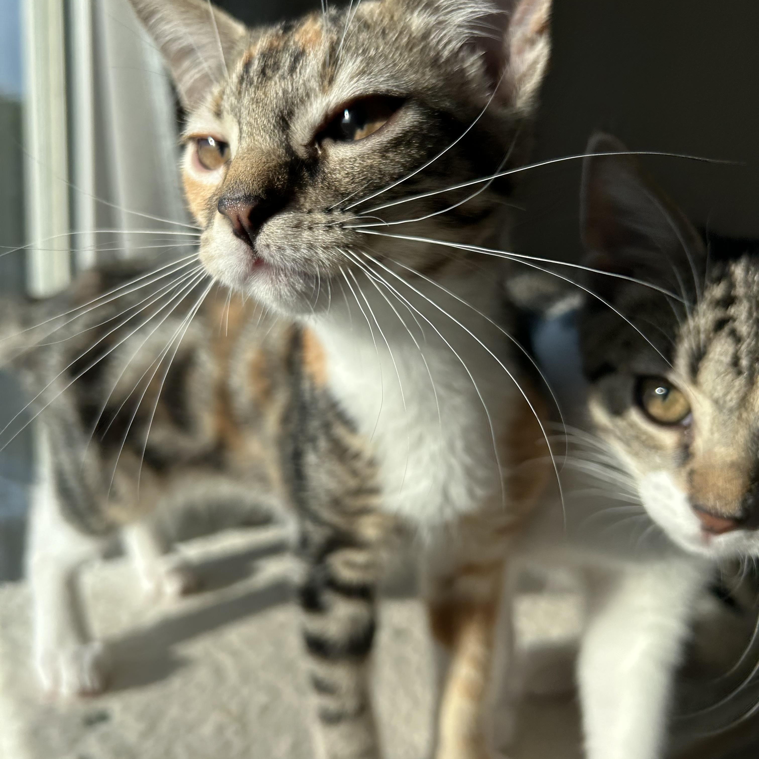 Enlarge Rosalia, a Adoptable Domestic Short Hair in Easley, SC image 2/5