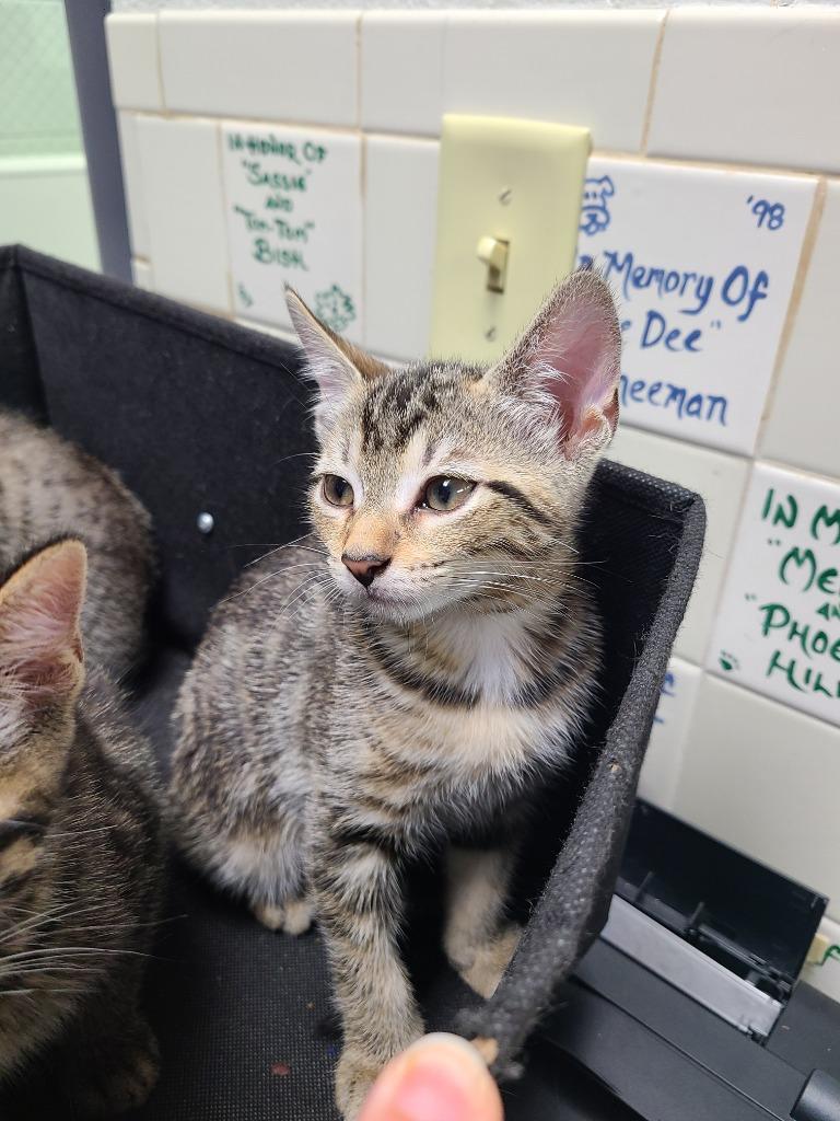 C1336-25, Adoptable, Young Male Domestic Short Hair.