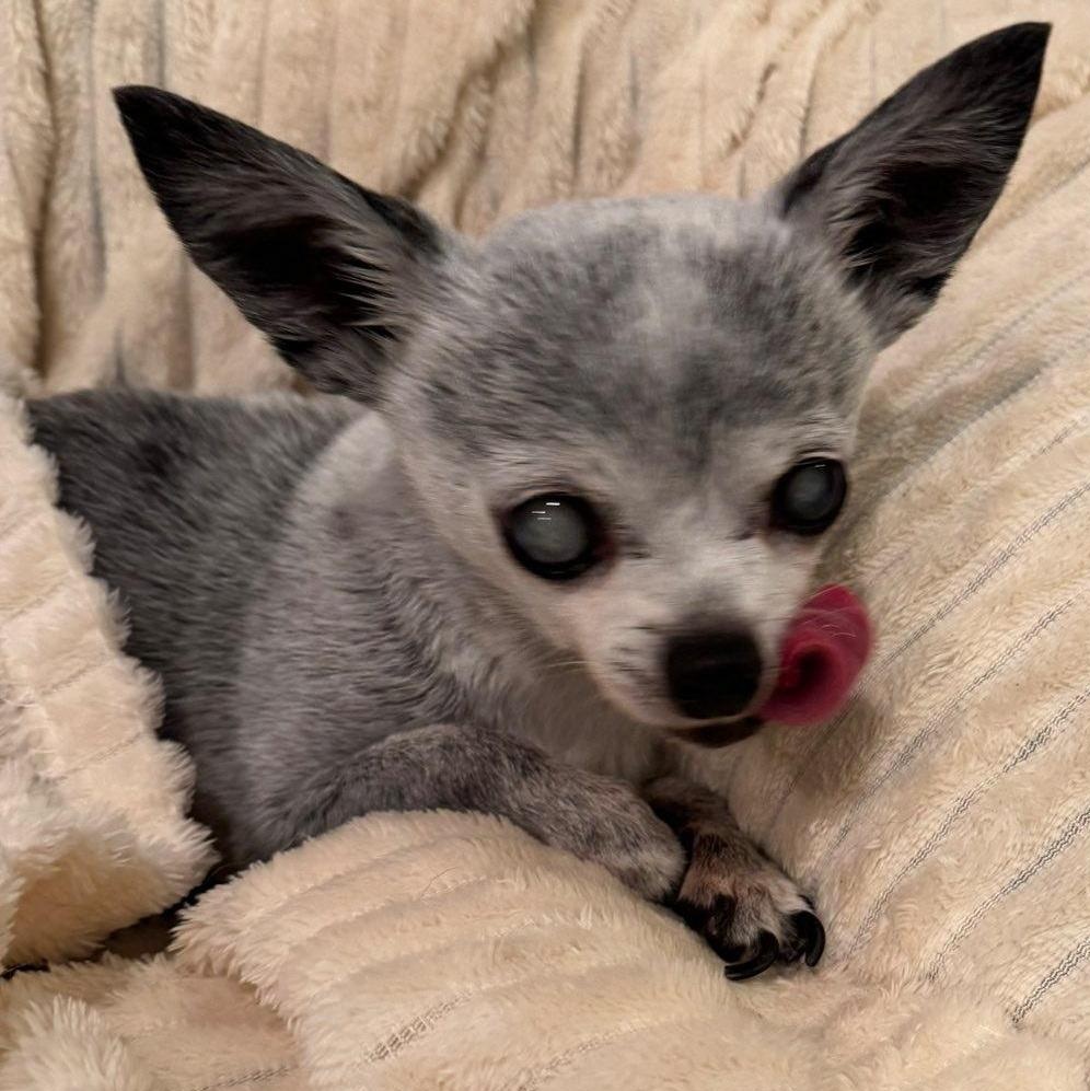 Bea, adoptable, Adult Female Chihuahua.