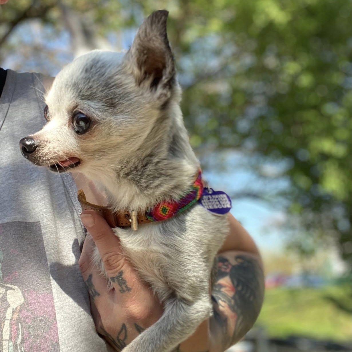 Enlarge Bea, an adoptable Chihuahua in Rockville, MD image 2/6