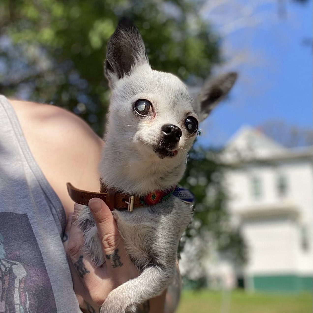 Bea, adoptable, Adult Female Chihuahua.