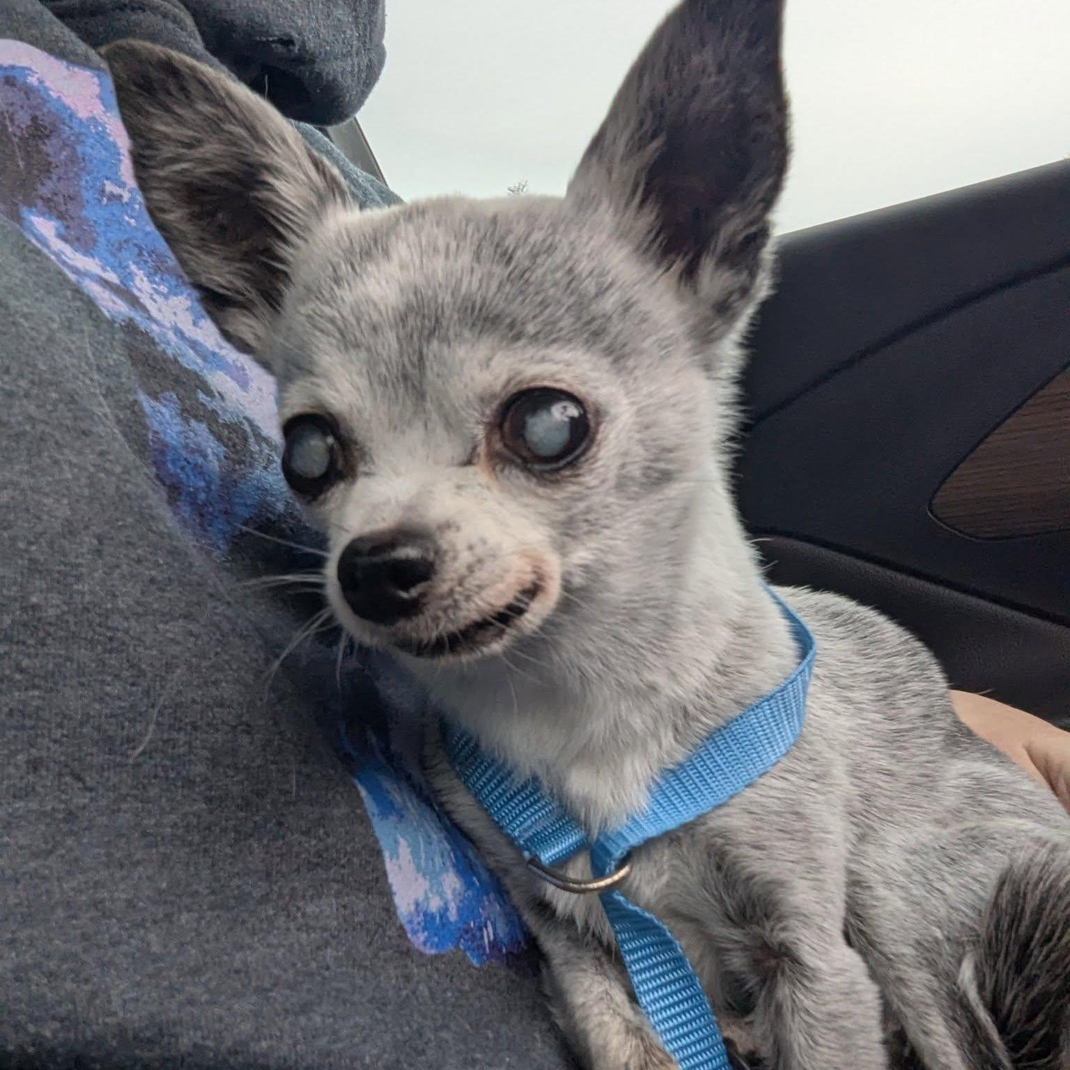 Enlarge Bea, an adoptable Chihuahua in Rockville, MD image 3/5