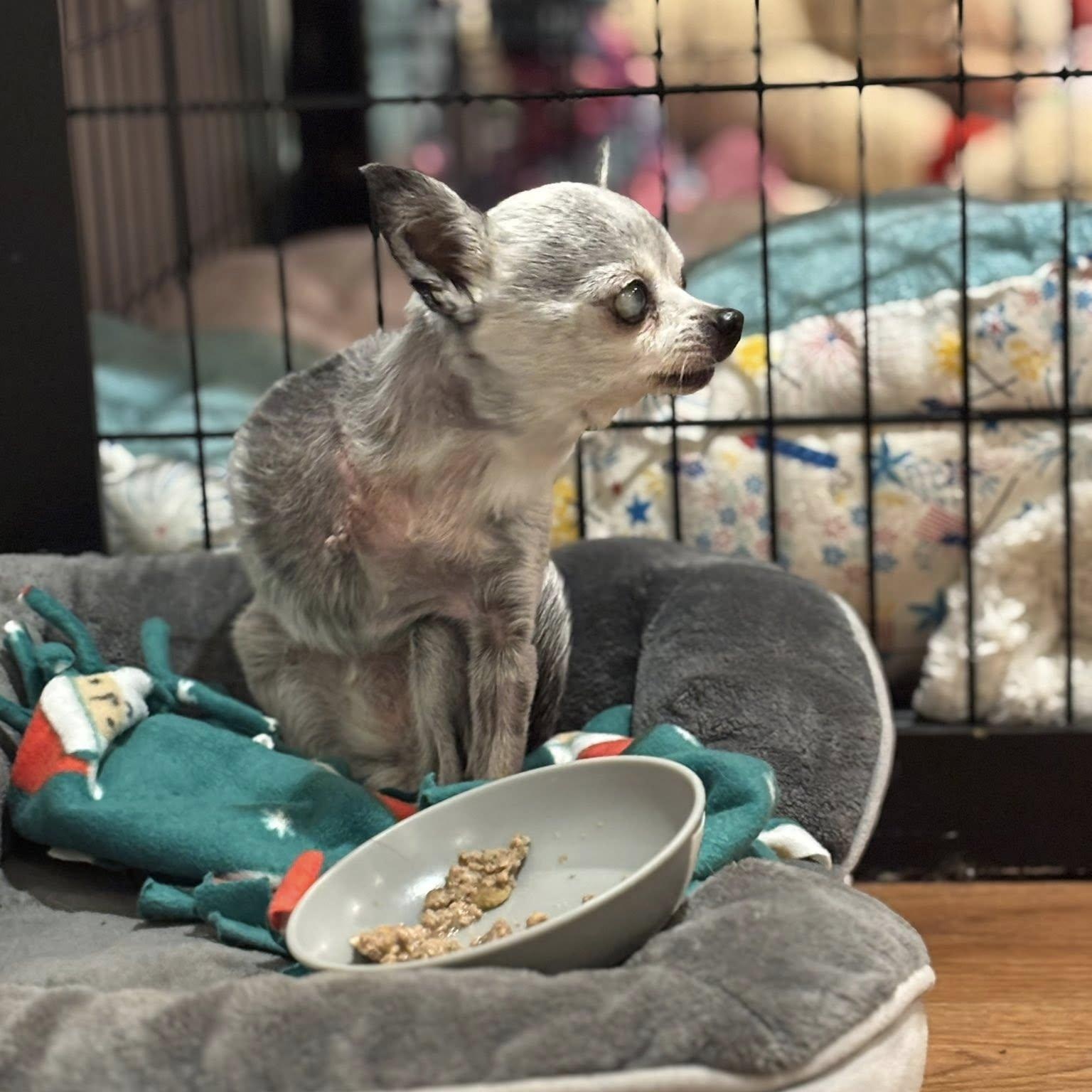 Enlarge Bea, an adoptable Chihuahua in Rockville, MD image 4/5