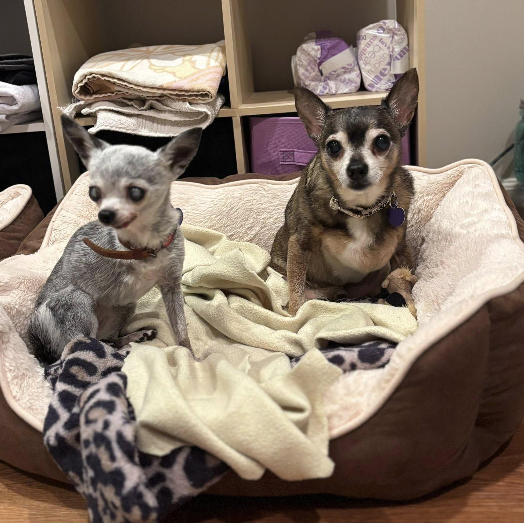 Enlarge Bea, an adoptable Chihuahua in Rockville, MD image 3/6