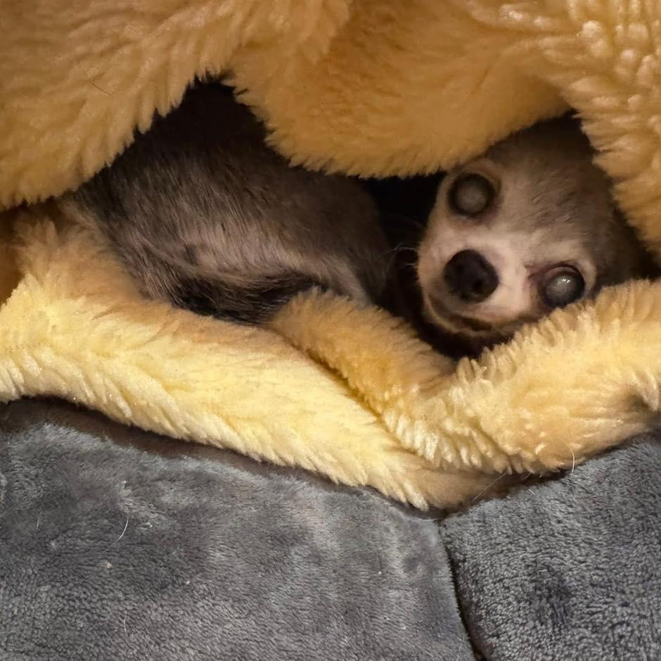 Enlarge Bea, an adoptable Chihuahua in Rockville, MD image 5/5