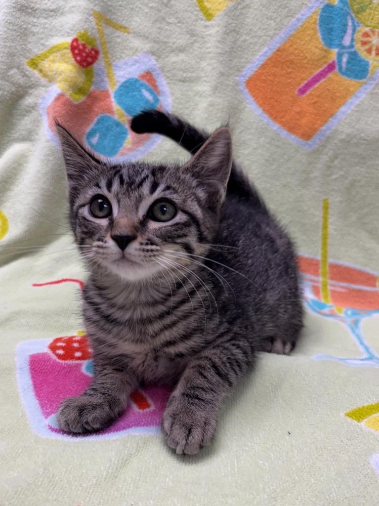 Pistachio, Adoptable, Kitten Male Domestic Short Hair.