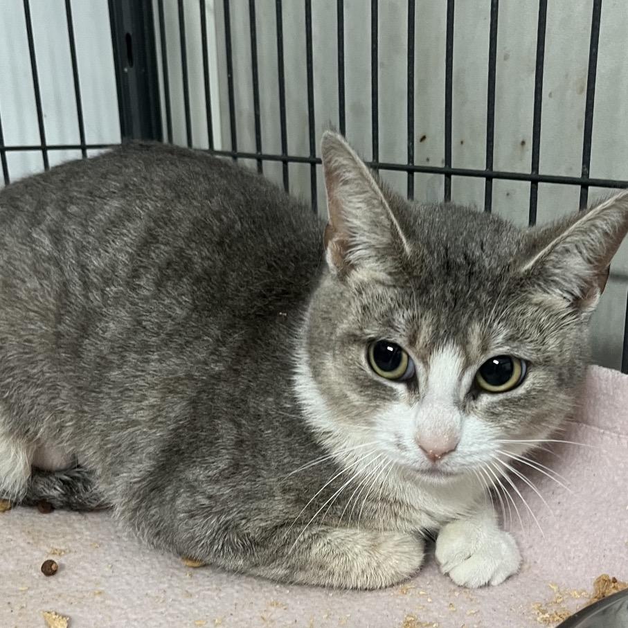 Honeybun — thumbnail 2