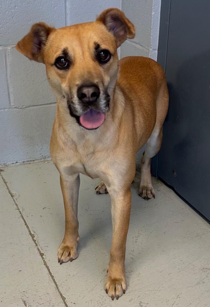 Royce, Adoptable, Puppy Female Labrador Retriever.