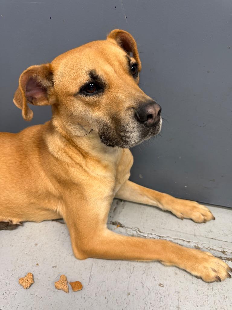 Royce, a Adoptable Labrador Retriever in Greenwood, MS image 2/2