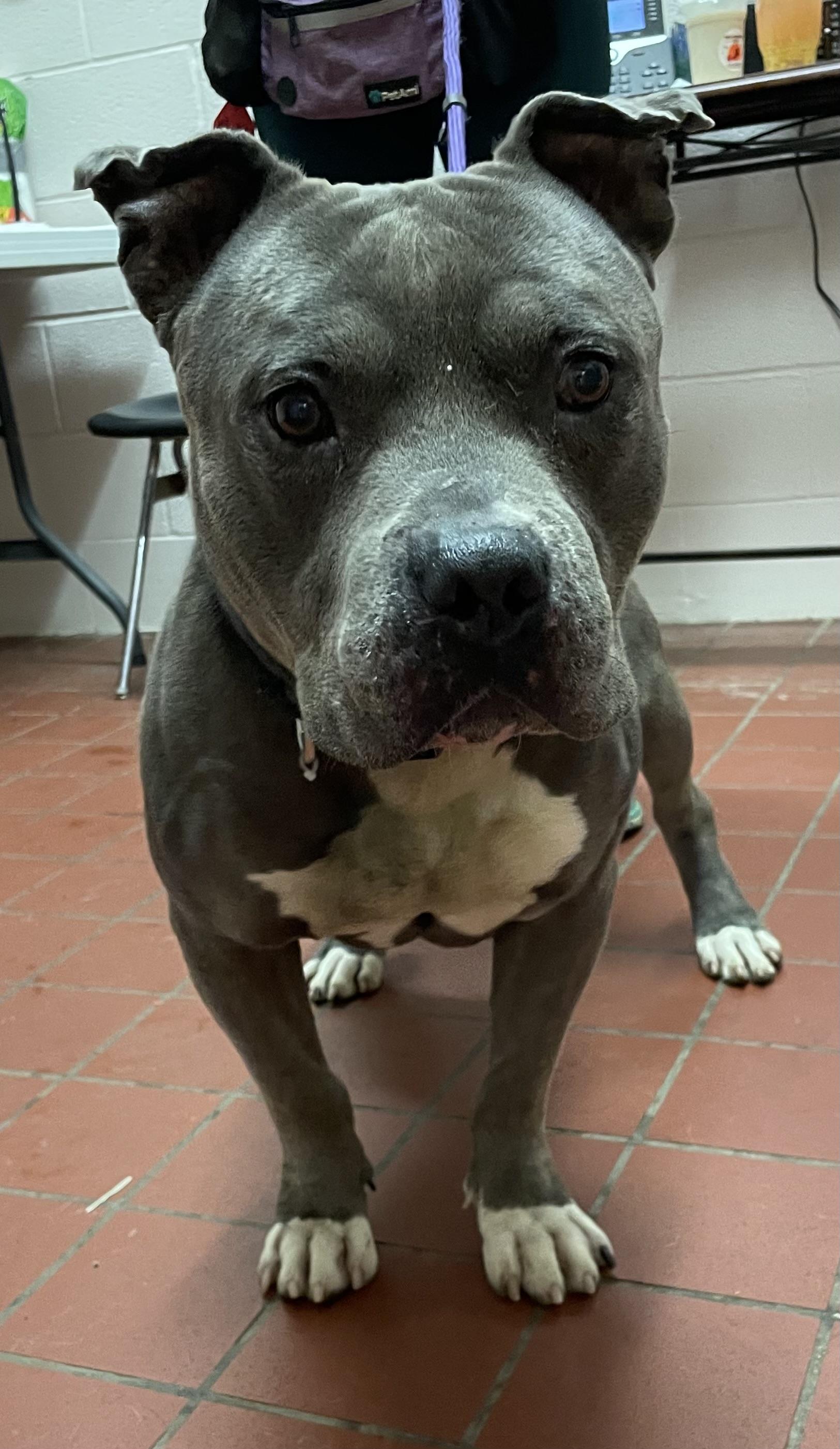 Enlarge Hamilton/ Zoe AVAILABLE, a ADOPTABLE Pit Bull Terrier in Canton, OH image 3/5