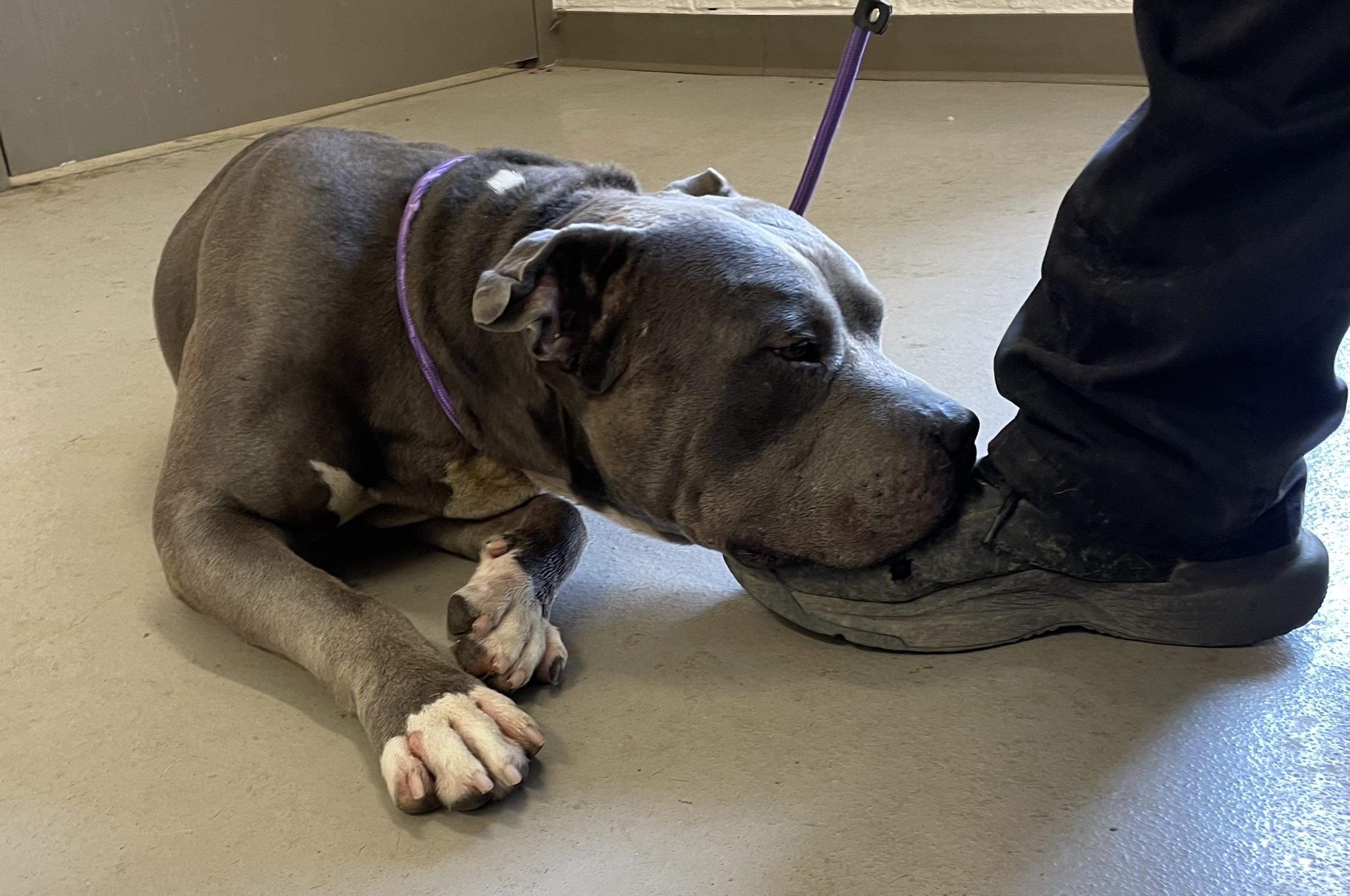 Enlarge Hamilton/ Zoe AVAILABLE, a ADOPTABLE Pit Bull Terrier in Canton, OH image 4/5