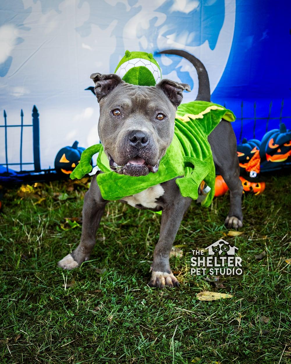 Hamilton/ Zoe AVAILABLE, Adoptable, Senior Male Pit Bull Terrier.