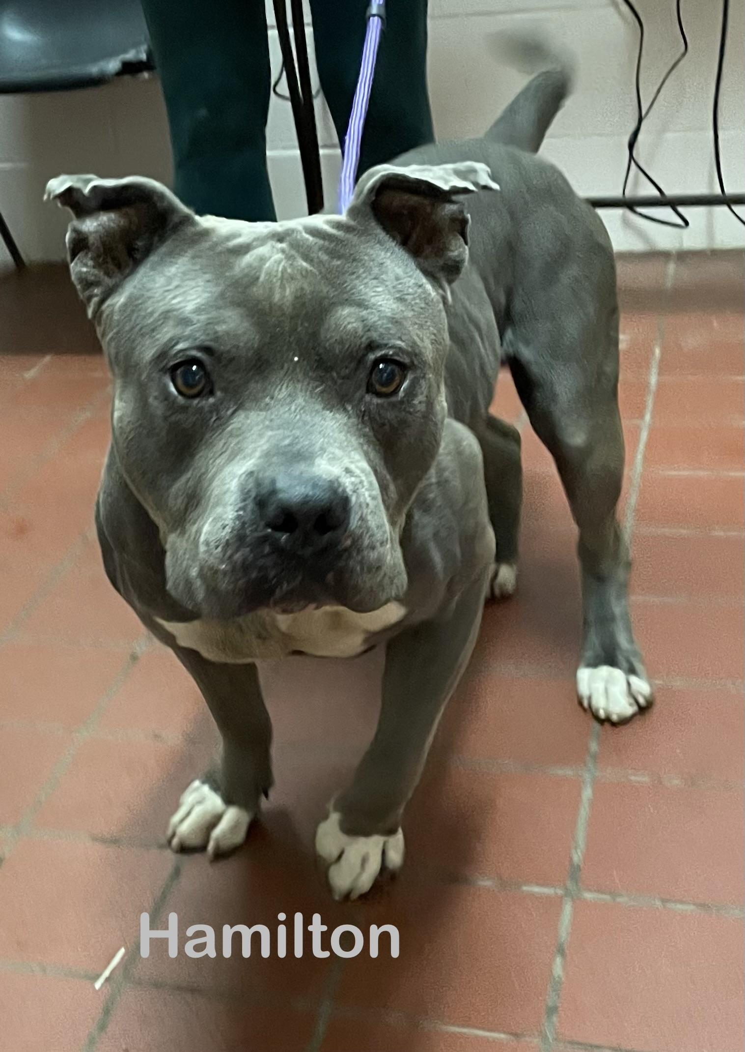 Enlarge Hamilton/ Zoe AVAILABLE, a ADOPTABLE Pit Bull Terrier in Canton, OH image 2/5