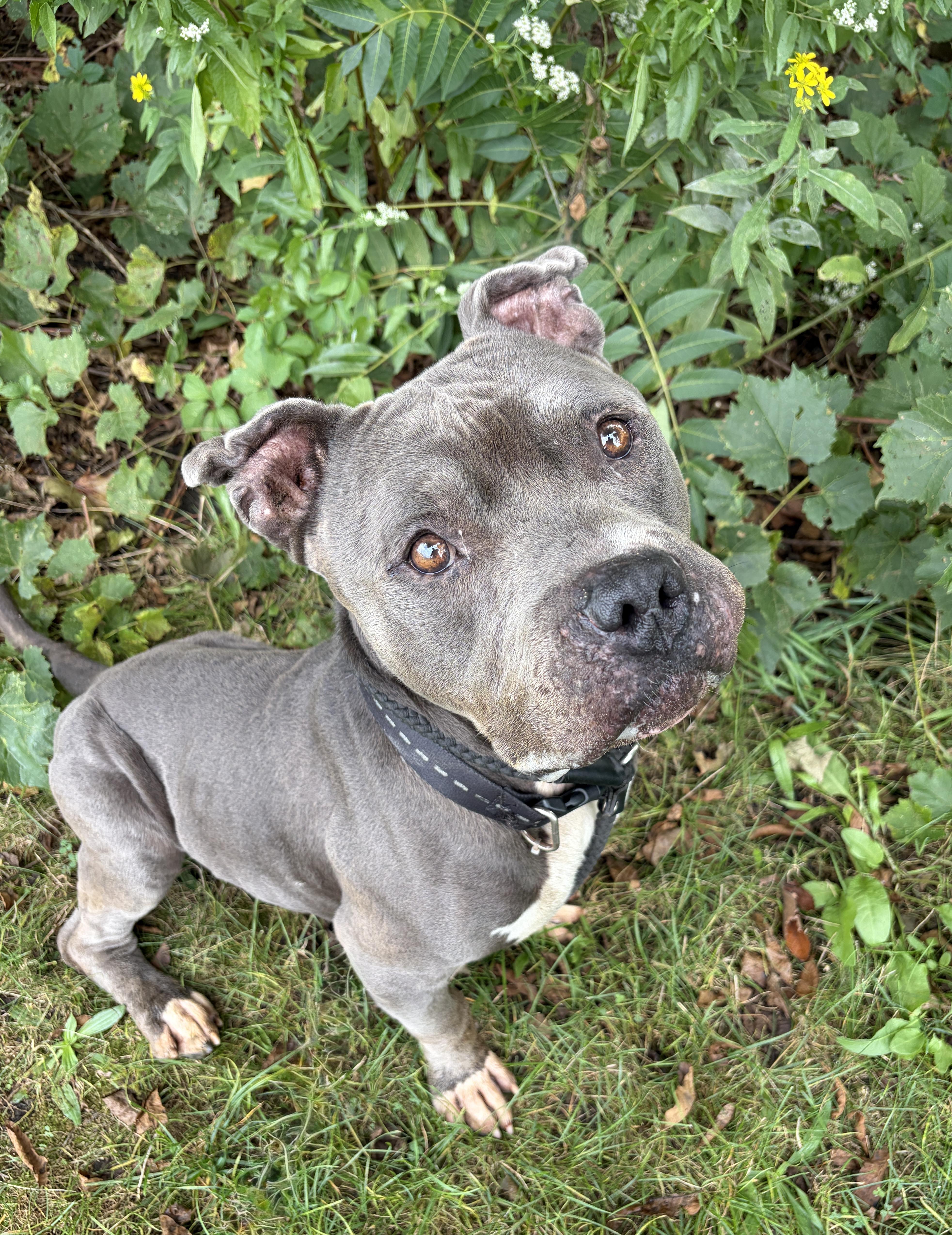 Enlarge Hamilton/ Zoe AVAILABLE, a ADOPTABLE Pit Bull Terrier in Canton, OH image 1/5