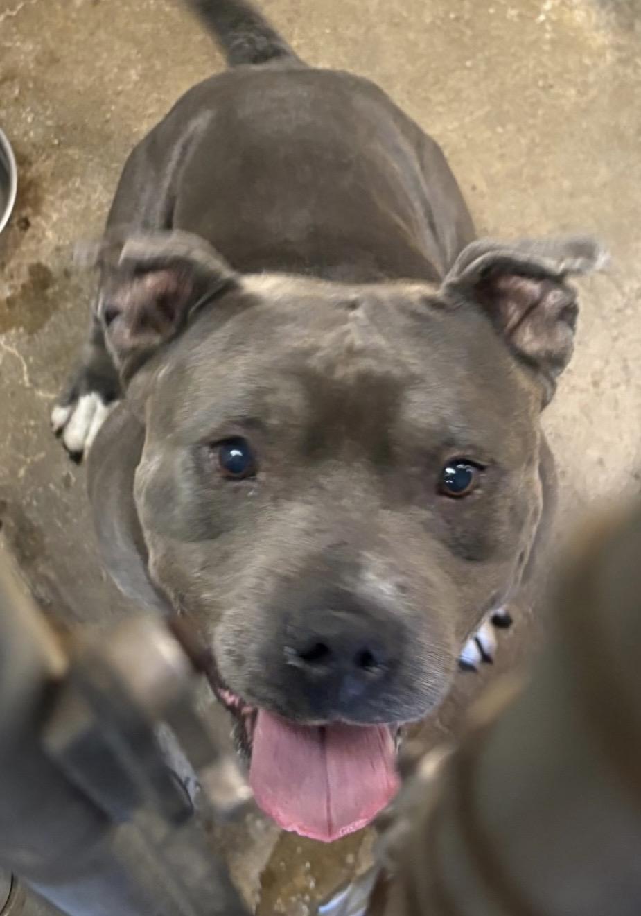 Enlarge Hamilton/ Zoe AVAILABLE, a ADOPTABLE Pit Bull Terrier in Canton, OH image 5/5