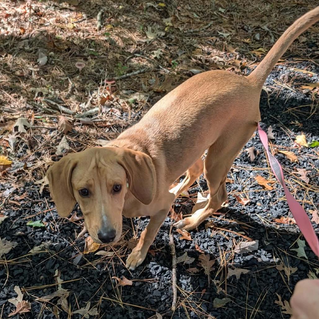 Giorgio, Adoptable, Young Male Hound & Mixed Breed.