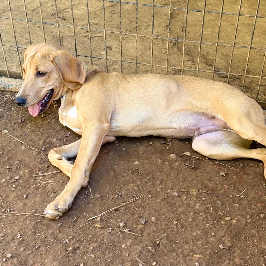 Enlarge Giorgio, a Adoptable mixed breed in Fredericksburg, VA image 3/6