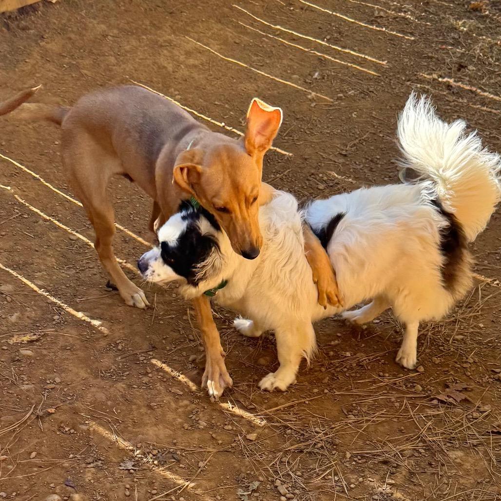 Enlarge Giorgio, a Adoptable mixed breed in Fredericksburg, VA image 4/6