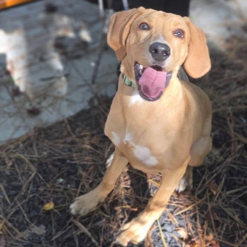 Enlarge Giorgio, a Adoptable mixed breed in Fredericksburg, VA image 5/6
