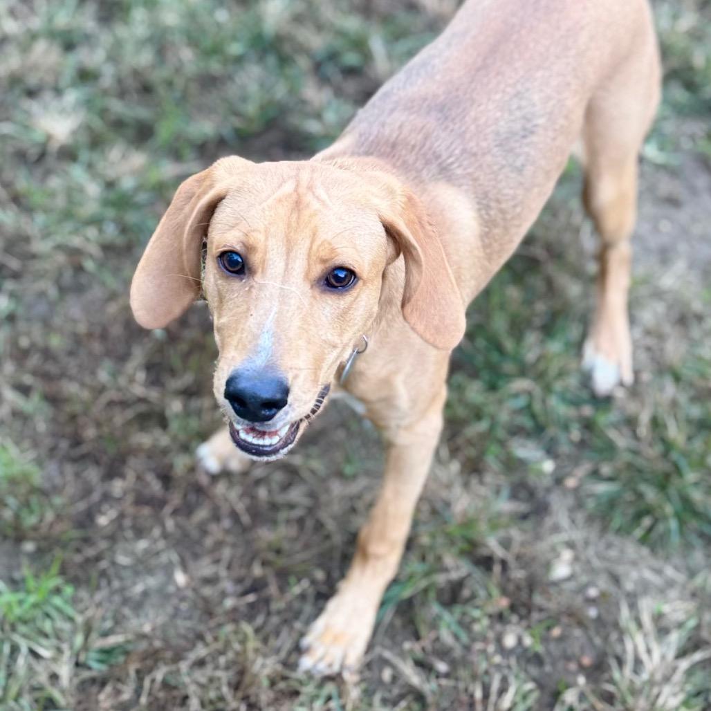 Enlarge Giorgio, a Adoptable mixed breed in Fredericksburg, VA image 6/6
