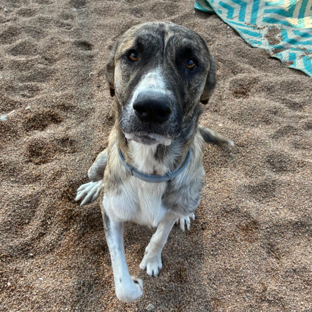 Teddy, Adoptable, Adult Male Shepherd & Mixed Breed.