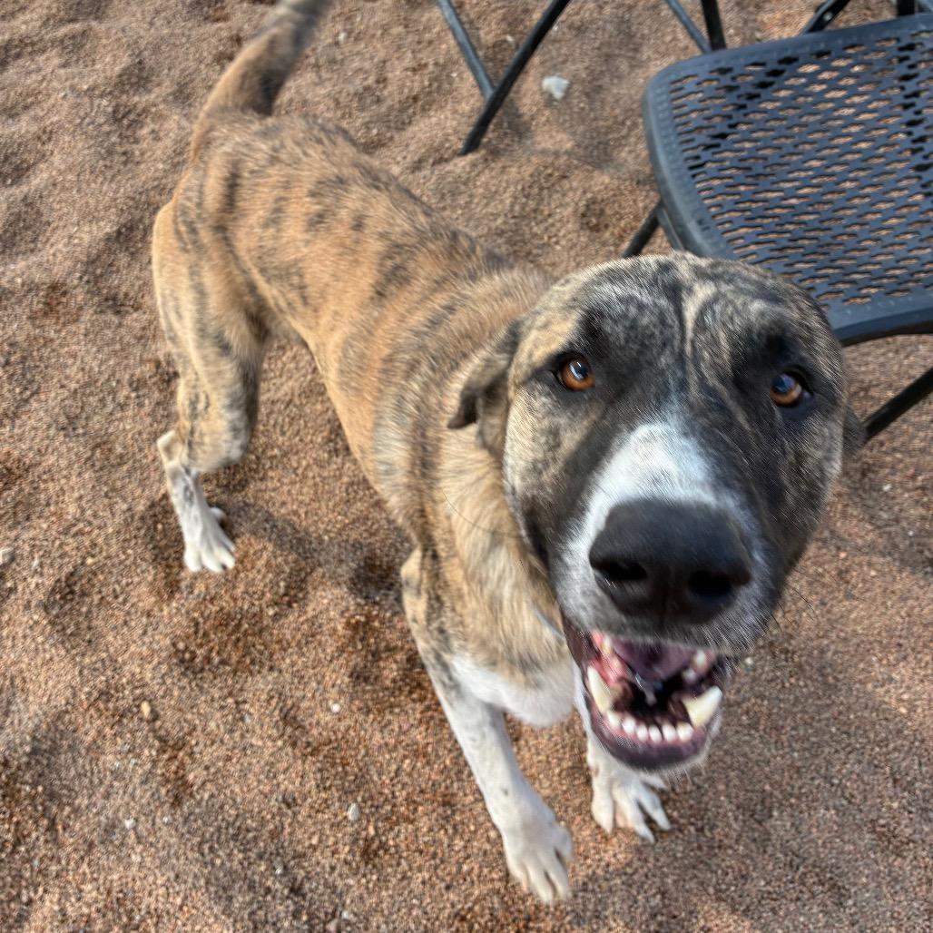 Enlarge Teddy, a Adoptable mixed breed in Sand Springs, OK image 2/6