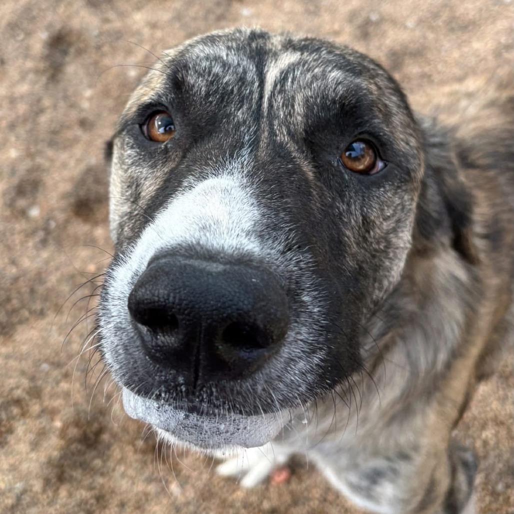 Enlarge Teddy, a Adoptable mixed breed in Sand Springs, OK image 3/6