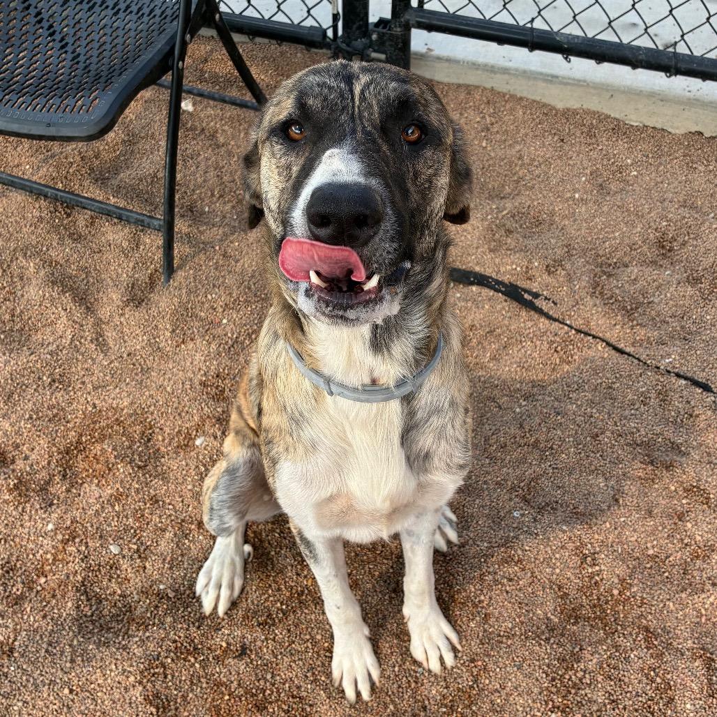 Enlarge Teddy, a Adoptable mixed breed in Sand Springs, OK image 4/6