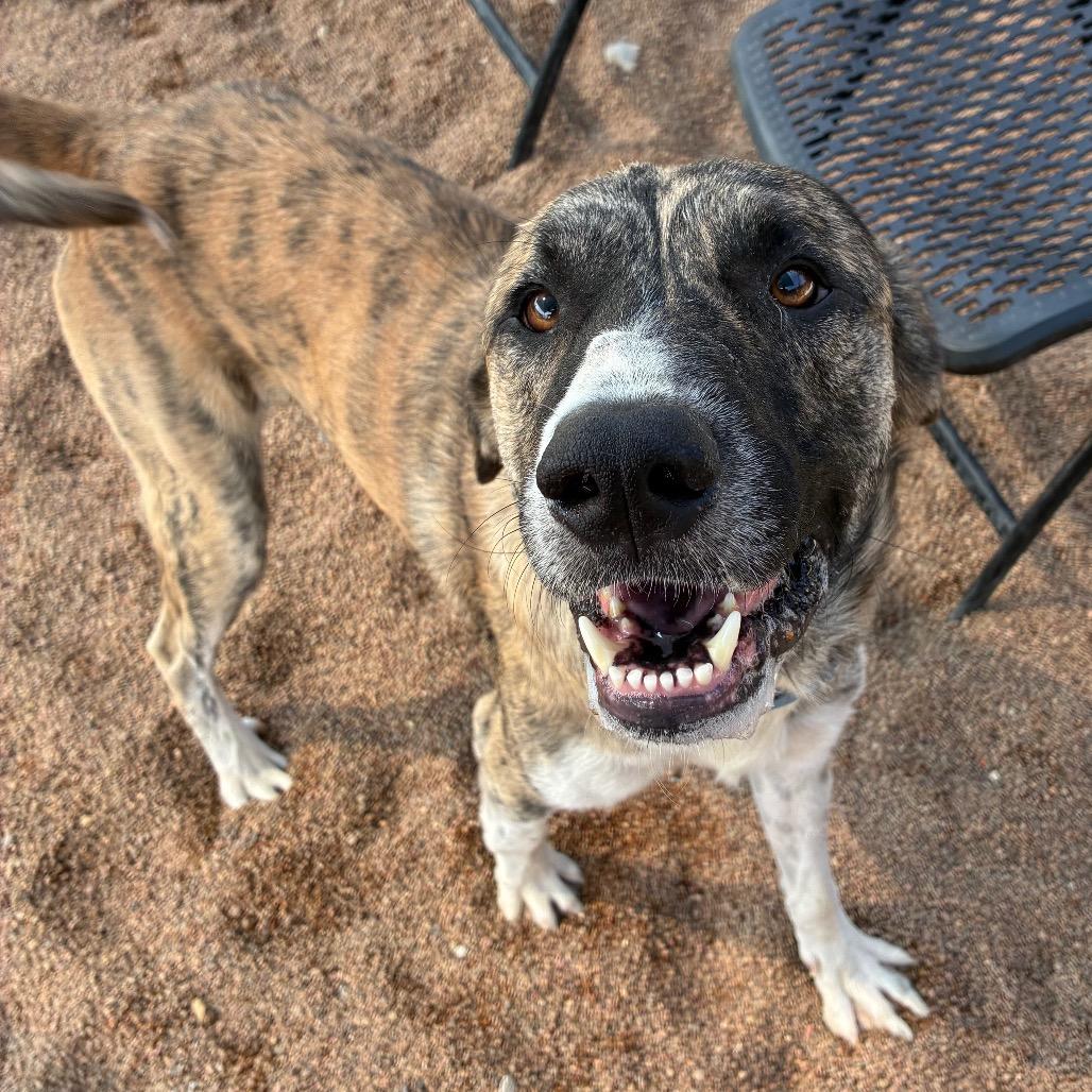 Enlarge Teddy, a Adoptable mixed breed in Sand Springs, OK image 5/6