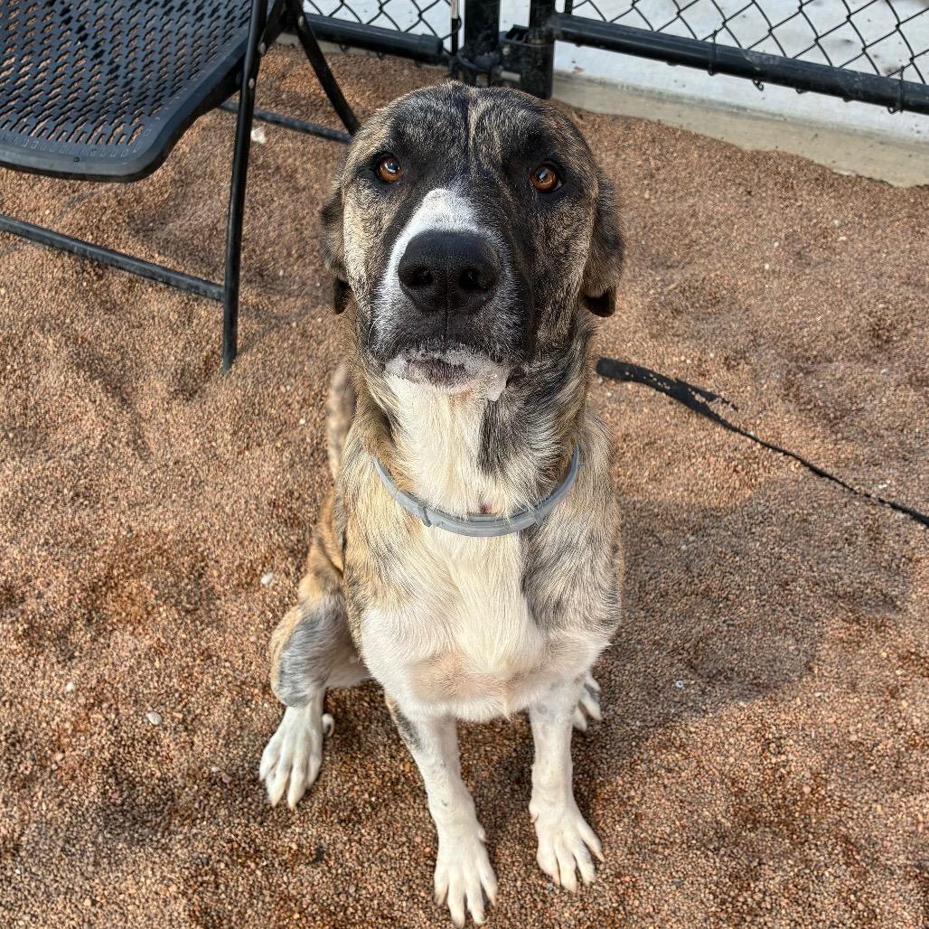 Enlarge Teddy, a Adoptable mixed breed in Sand Springs, OK image 6/6