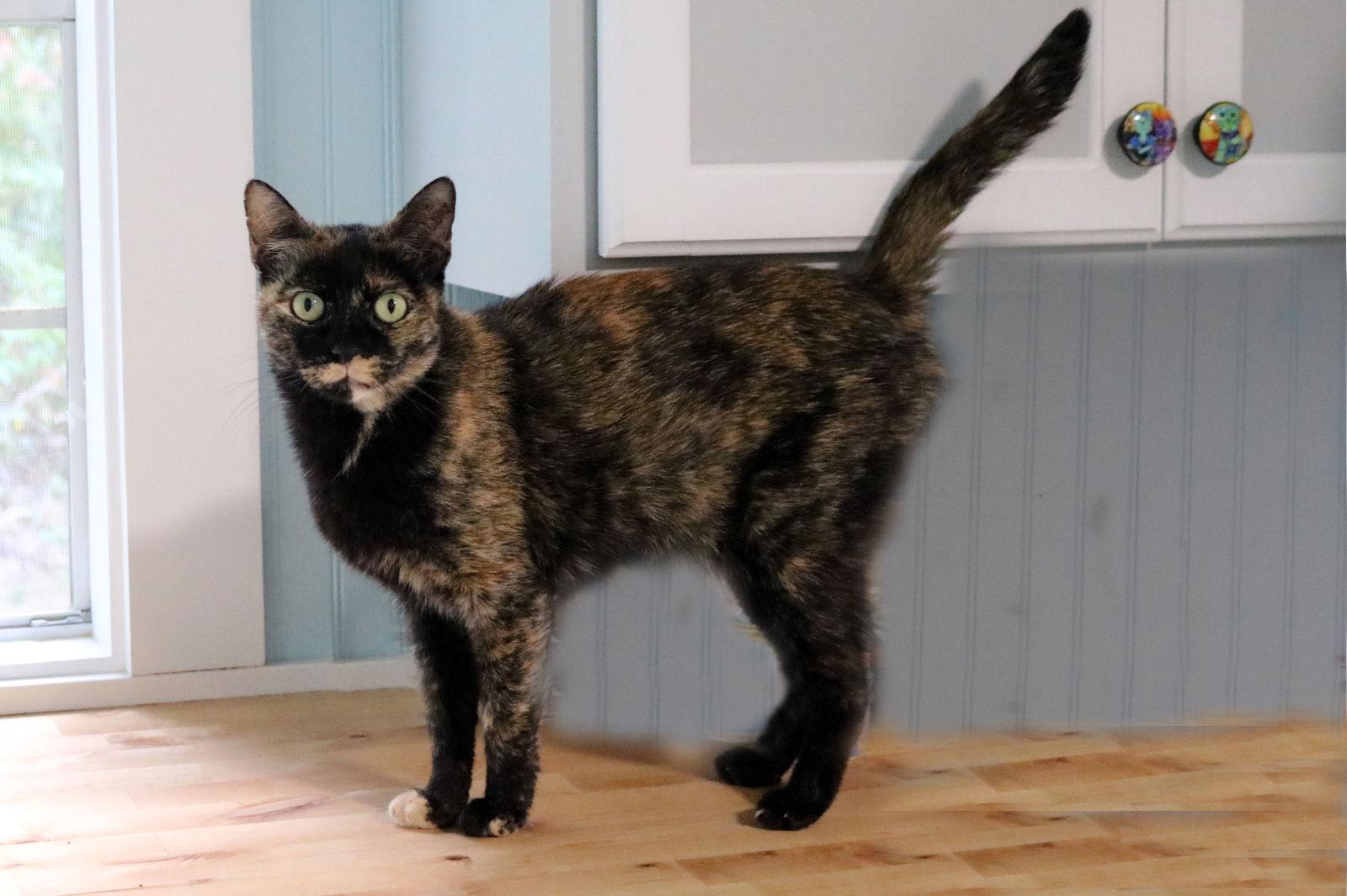Enlarge Toffee, a Adoptable mixed breed in Buford, GA image 1/3
